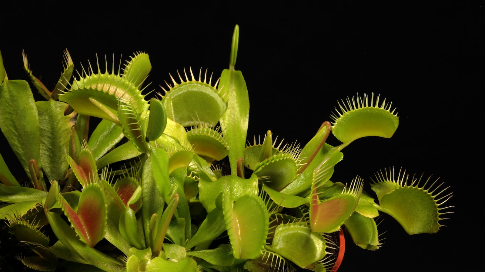 Water your venus fly trap