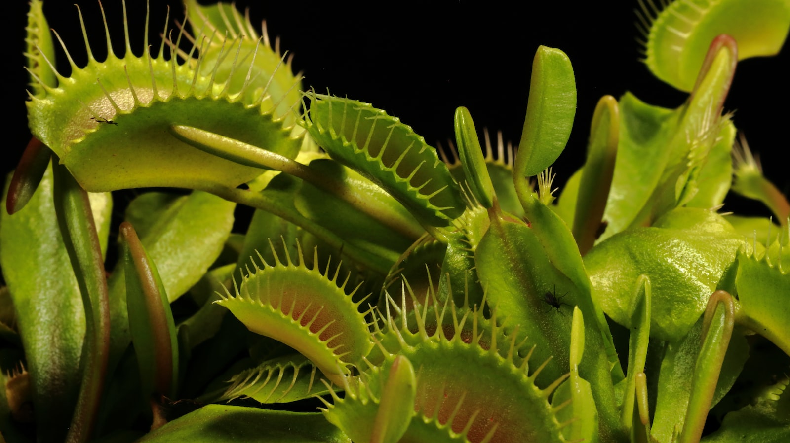 The Fascinating History of Carnivorous Plants